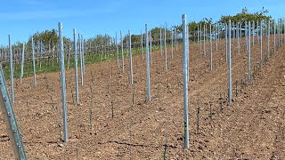 Neuanpflanzung Grauburgunder - Weingut Zaiß | Stuttgart-Obertürkheim