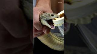 What is the color of snake venom?🐍🐍😱😱 || #shorts #viral #short