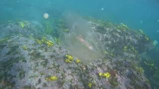 Flat conditions and good visibility snorkelling at The Skillion, Terrigal June 2023