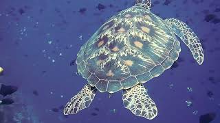 Underwater Serenity: Journey with the Majestic Turtle