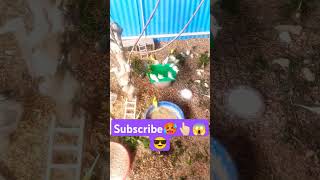 Bird's taking bath🛁🚿 subscribe please ❤️ #funny #kozhikoovuthu #funnyanimals #comedy#birds #lovebird