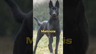 Are all black Malinois really a Malinois?