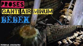 Proses ganti air minum bebek