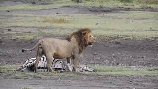 Lion Killed Zebra || lion attack zebra || lion vs zebra