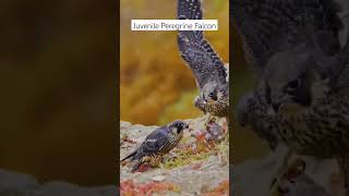 Juvenile Peregrine Falcon with prey #subscribe #shorts #nature #birdsofprey #falcon #raptors #viral