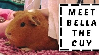 Valeries Zoo Archives *Meet Bella The New Guinea Pig!!