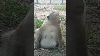 VID20241119171050 monkey play 008