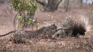 Leopard Killing a Porcupine // Leopard vs Porcupine Fight