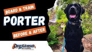 Black Lab, 2 y/o, “Porter” | Amazing Labrador Retriever Training | Off Leash K9 Spokane