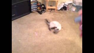 How to play with your kitten GONE WRONG FUNNY VINE!