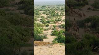 Desert camels going  village to jangle #shorts #camelwalk