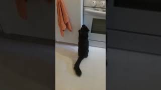 Crazy predator kitty