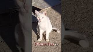 Cat. Different Eyes 👁️. Beautiful Eyes. Beautiful Cat. Beautiful Eyes. White. White Cat. Beautiful.