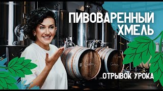 Часть урока Пивоваренный хмель