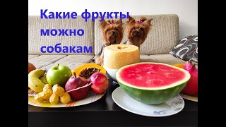 какие фрукты можно собаке