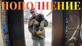 ПОПОЛНЕНИЕ! Купили волкодава! Начала делать плитку в гараже. Собрали стеллаж.