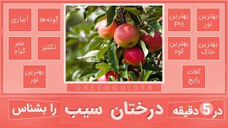 🍏 راهنمای کامل شرایط نگهداری و کاشت درختان سیب