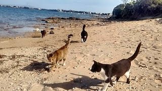 Adorable Colony of Cats at Su Pallosu in Sardinia Beach