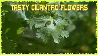 Cilantro has tasty edible flowers!