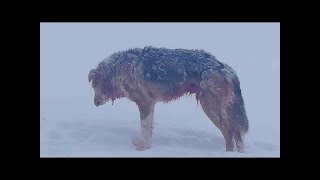 Voici pourquoi les loups détestent tant les chiens !