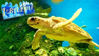 Turtle Reef at SeaWorld San Diego