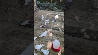 #birdslover so beautiful pigeons 😍please like comment subscribe share follow me, thanks.