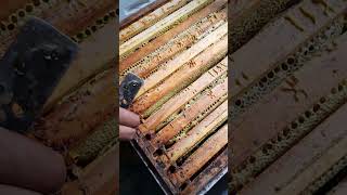 поточні роботи, мед з золотарника #bee #beekeeper #бджільництво #mitla #honeybee #карніка #пасіка