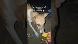 dog lover #shorts #youtubeshorts #dog #feeding #viralshorts