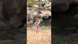 🐅🐯 spotted || #tiger #wildlife #animals #lion #nature#ranthambor#cats#viral#animal#trendingvideo