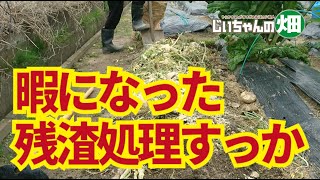 米糠で残渣処理。夏野菜植え付けには早すぎて暇になったから、残渣を埋めて土に還す。4/12