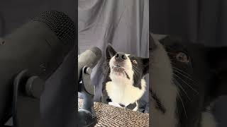 Dog Barks on Microphone - 1532420-5