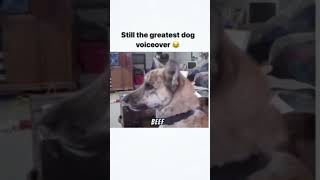 #Thd_best_dog_voiceover🤣😅#funny_dog_voiceover😂