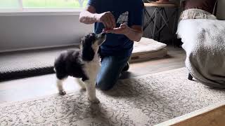 Standard Poodle Puppy Training. COBA-ON and OFF GAME