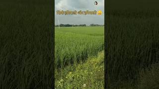 A Beautiful Place In Odisha||Lovely Green Paddy Fields||Travelleresa Desi