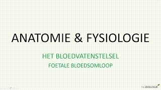 Foetale bloedsomloop