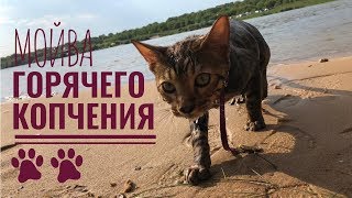 Мойва горячего копчения | Рецепт говно, кот для кликбейта