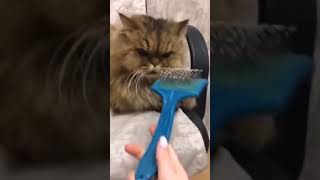 Funny Cats Doing Crazy Things 🤣Funniest Cats Video 😍 Cute Cats #cats #funny #shorts