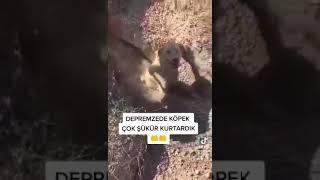 Depremde yavruları ile beraber kurtarılan köpek.