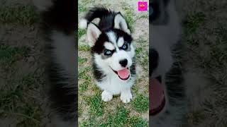 funny dog 0.1 #short #funny #shortvideo #animals #😆😁💕