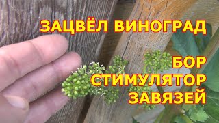 Зацвёл виноград. Бор как стимулятор