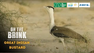 On The Brink S1: Great Indian Bustard | Trailer