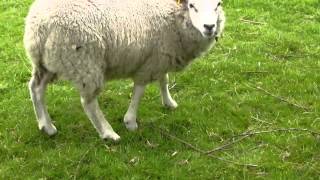 ducks and sheep at east riddlesden hall