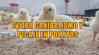 EVITAR PICAJE Y CANIBALISMO EN POLLITOS GALLOS Y GALLINAS #PICAJEPOLLITOS #CANIBALISMOGALLINAS