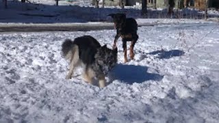 ОВЧАРКА ПРОТИВ ДОБЕРМАНА (SHEPHERD VS DOBERMAN)