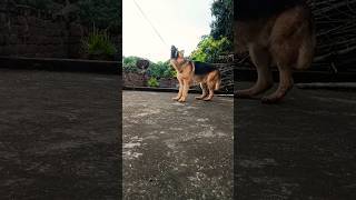 German shepherd dog power #viral #trending #music #youtubeshorts #shorts #short