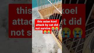 asian koel bird attacked by a cat couldn't make it 😭😭😭😭