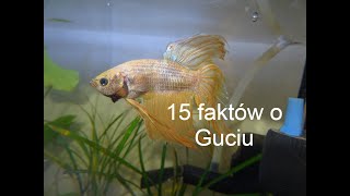 15 faktów o mojej rybce