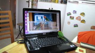 Lovebird searching for the birds on the laptop's monitor.