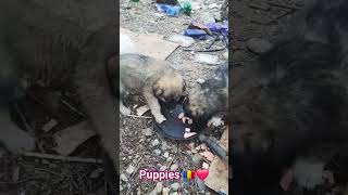 dogs sounds .. 🇷🇴 🇪🇺 #puppies #subscribetomychannel #viral #shortsvideo #trandingshorts #romania ❤️❤