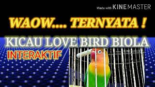 Waow... ! Kicau Lovebird Biola Interaktif